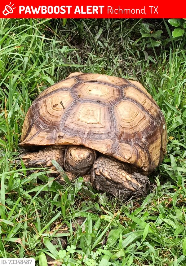 Lost Male Reptile last seen Royal Lakes ests, Richmond, TX 77469