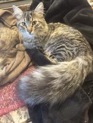 Lost Female Cat last seen Silver Springs/Vineyard, Vineyard, CA 95829