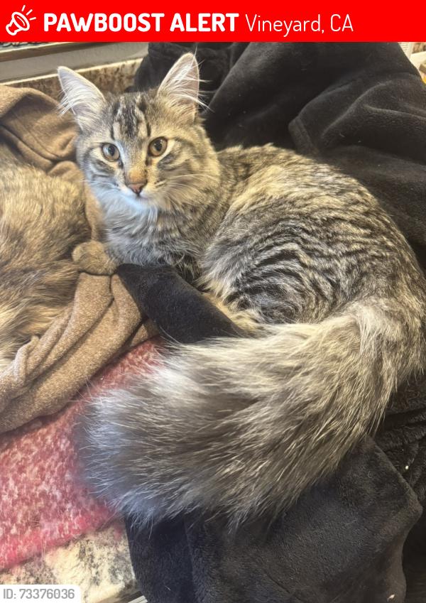 Lost Female Cat last seen Silver Springs/Vineyard, Vineyard, CA 95829
