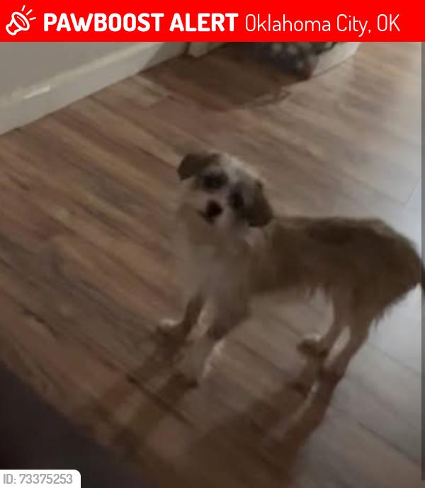 Lost  Dog last seen Near Northwest 30th Street, Oklahoma City, OK, USA, Oklahoma City, OK 73112