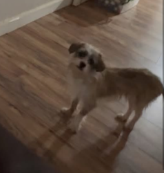 Lost  Dog last seen Near Northwest 30th Street, Oklahoma City, OK, USA, Oklahoma City, OK 73112