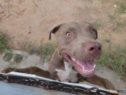 Found/Stray Female Dog last seen 5th & Swan, Tucson, AZ 85711