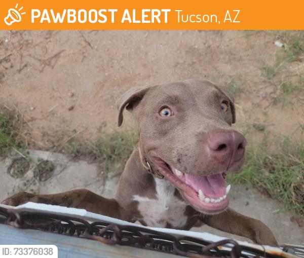 Found/Stray Female Dog last seen 5th & Swan, Tucson, AZ 85711