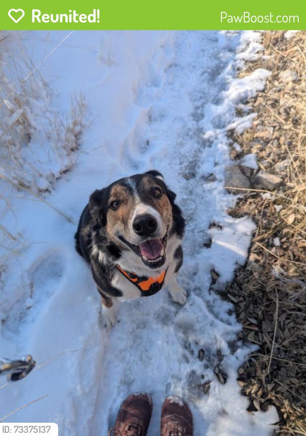 Reunited Male Dog last seen Rock Canyon Park area Provo, Provo, UT 84604