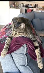 Reunited Male Cat last seen Spring orchard Dr. Lyman SC, Lyman, SC 29365