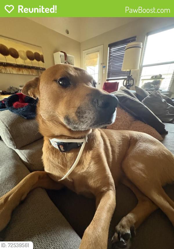 Reunited Male Dog last seen Jelly Park Stone Dr, Houston, TX 77429, USA, Cypress, TX 77429
