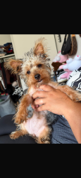 Lost Female Dog last seen n65w22201saint Saint James, Sussex, WI 53089