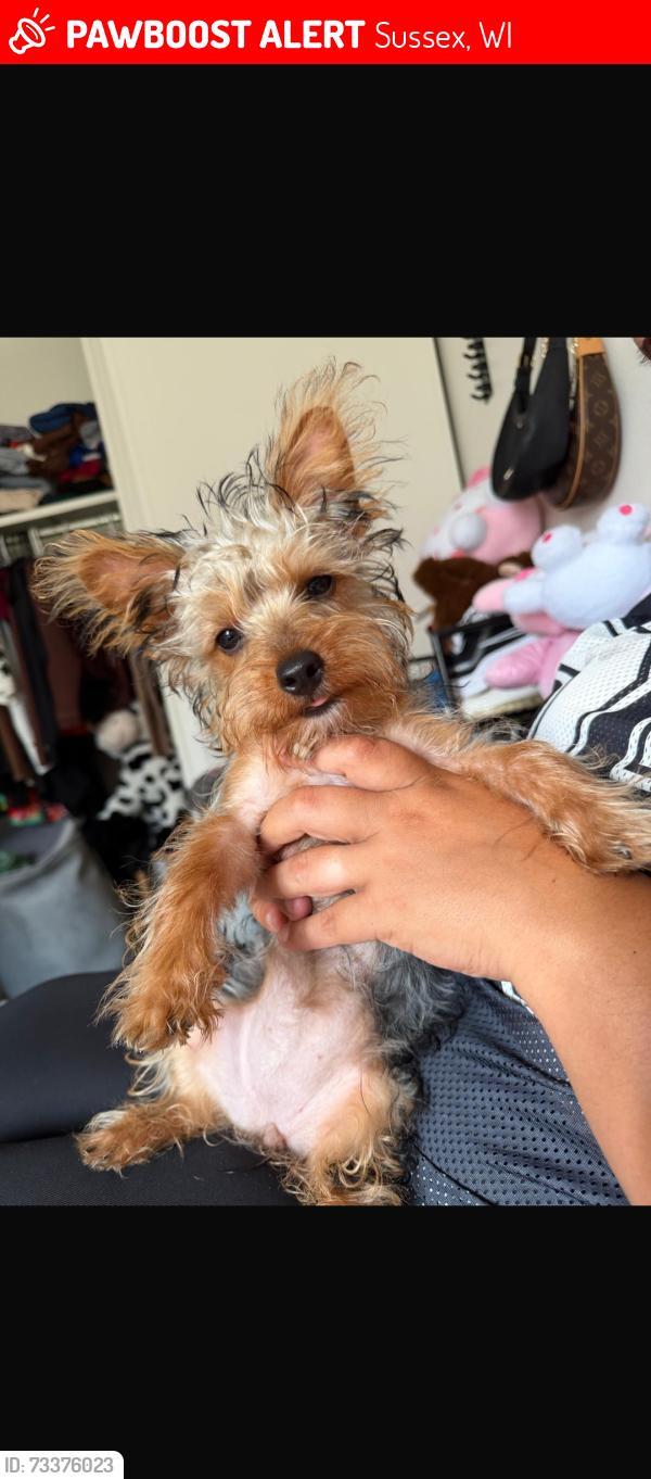 Lost Female Dog last seen n65w22201saint Saint James, Sussex, WI 53089