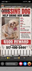 Lost Female Dog last seen Grand River and Kentfield St, Detroit, MI 48219
