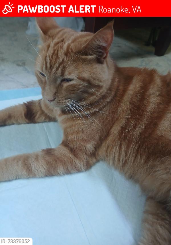 Lost Male Cat last seen Post office grandin road, Roanoke, VA 24015