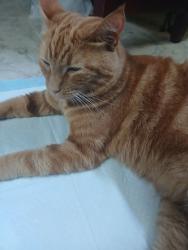 Lost Male Cat last seen Post office grandin road, Roanoke, VA 24015