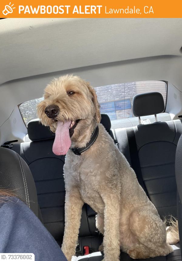 Found/Stray Male Dog last seen 149th and Marine Avenue lawndale, Lawndale, CA 90260