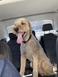 Found/Stray Male Dog last seen 149th and Marine Avenue lawndale, Lawndale, CA 90260