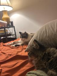 Lost Male Cat last seen Borden rd and providence, Hayes, VA 23072