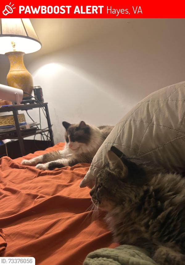 Lost Male Cat last seen Borden rd and providence, Hayes, VA 23072