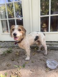 Reunited Male Dog last seen Browning Dr& Park Row, Arlington, TX 76010