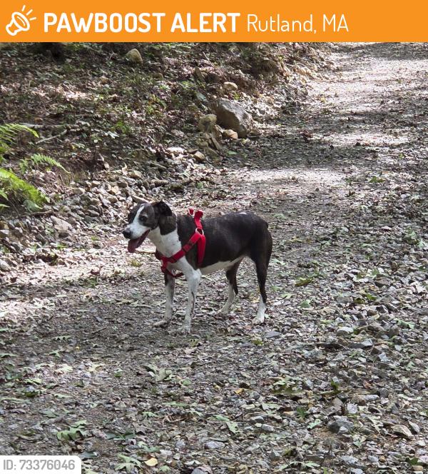 Found/Stray Unknown Dog last seen kitchen fire road rutland, Rutland, MA 01543