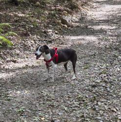 Found/Stray Unknown Dog last seen kitchen fire road rutland, Rutland, MA 01543
