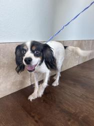 Reunited Male Dog last seen Firewheel, Garland, TX, Garland, TX 75040