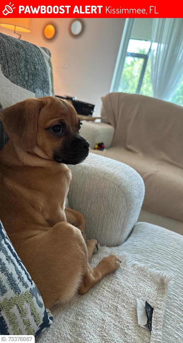 Lost Female Dog last seen Citrine Loop & Amber Way, Kissimmee, FL 34758