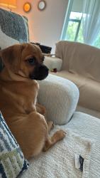 Lost Female Dog last seen Citrine Loop & Amber Way, Kissimmee, FL 34758