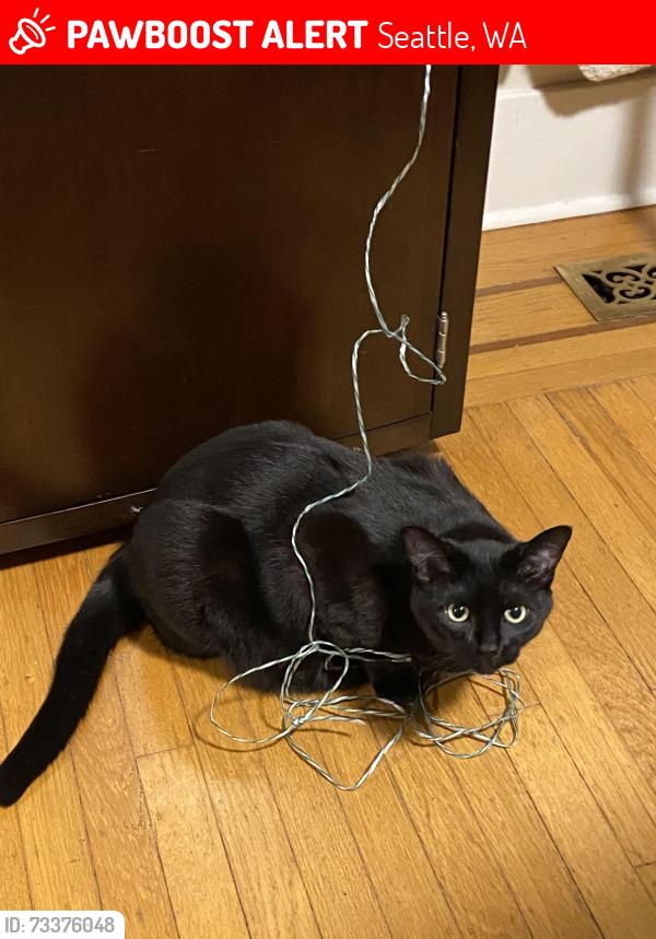 Lost Female Cat last seen 59th and 28 th nw Ballard, Seattle, WA 98117