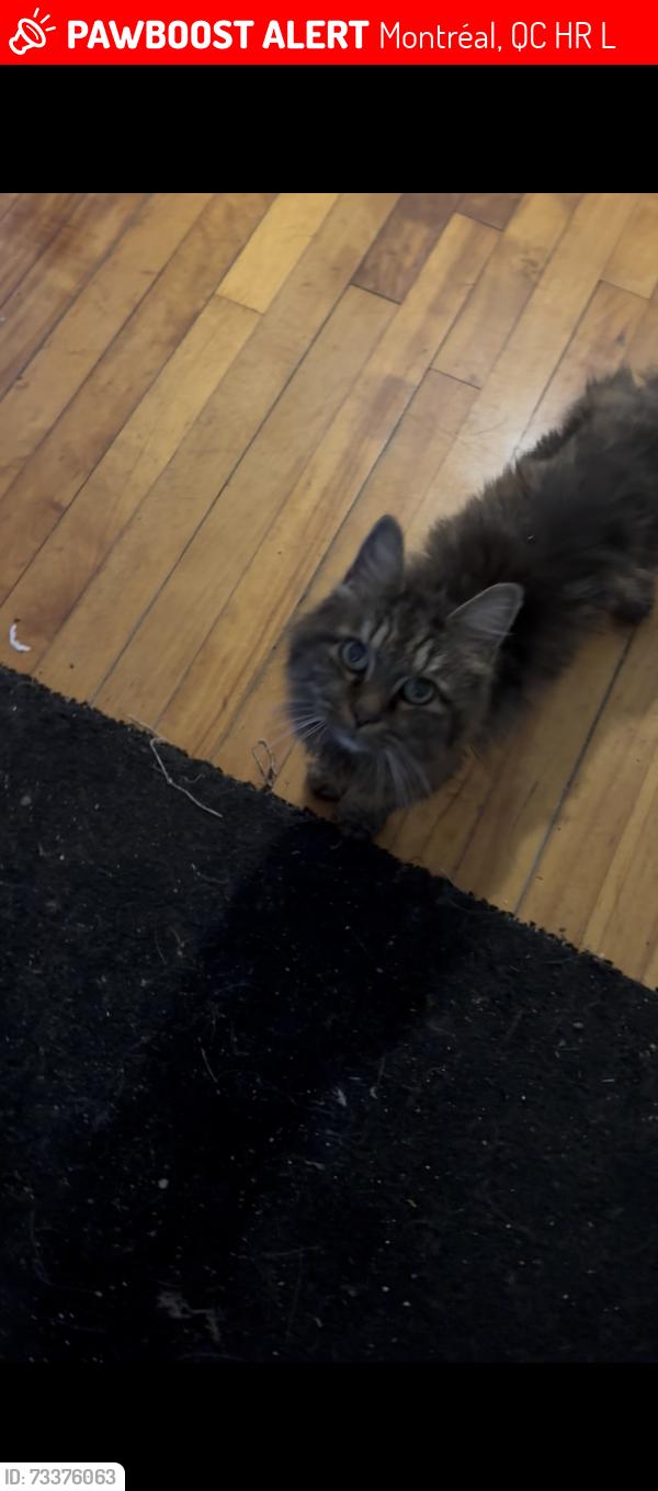 Lost Female Cat last seen De castelnau and chateaubriand, Montréal, QC H2R 2L7