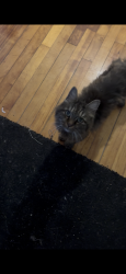 Lost Female Cat last seen De castelnau and chateaubriand, Montréal, QC H2R 2L7