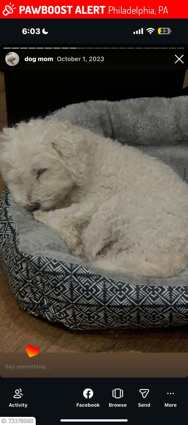 Lost Male Dog last seen Oxford Ave, Philadelphia, PA 19124