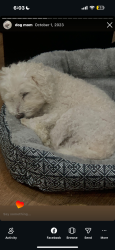 Lost Male Dog last seen Oxford Ave, Philadelphia, PA 19124