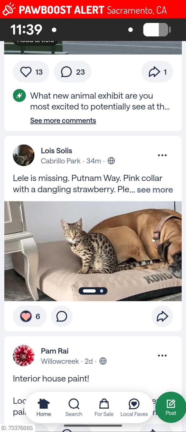 Lost Female Cat last seen 69th Street, Sacto., CS, Sacramento, CA 95822