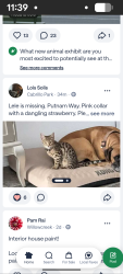 Lost Female Cat last seen 69th Street, Sacto., CS, Sacramento, CA 95822