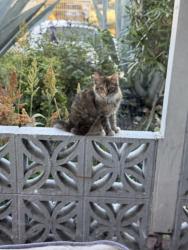 Found/Stray Female Cat last seen 75th and Bancroft, Oakland, CA 94621