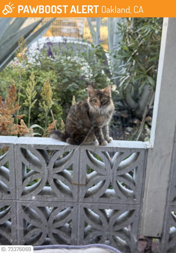 Found/Stray Female Cat last seen 75th and Bancroft, Oakland, CA 94621