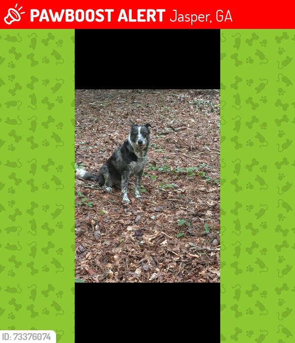 Lost Female Dog last seen Wilderness LN off Grandview Rd 1 mile from Dollar General on Cove Rd, Jasper, GA 30143