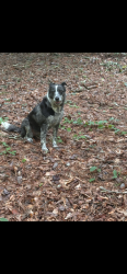 Lost Female Dog last seen Wilderness LN off Grandview Rd 1 mile from Dollar General on Cove Rd, Jasper, GA 30143