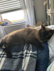 Lost Male Cat last seen Hammocks eagle lake, Eagle Lake, FL 33839