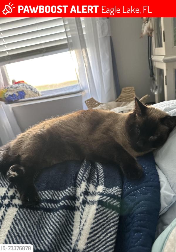 Lost Male Cat last seen Hammocks eagle lake, Eagle Lake, FL 33839