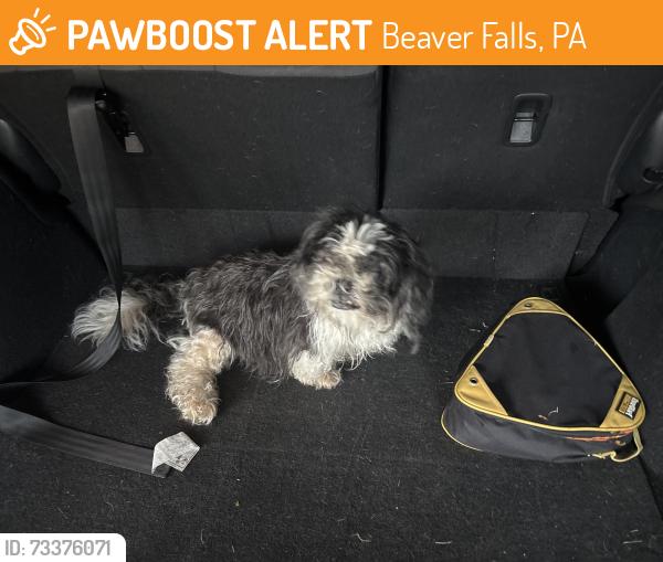 Found/Stray Unknown Dog last seen Beaver Falls Sheetz, Beaver Falls, PA 15010