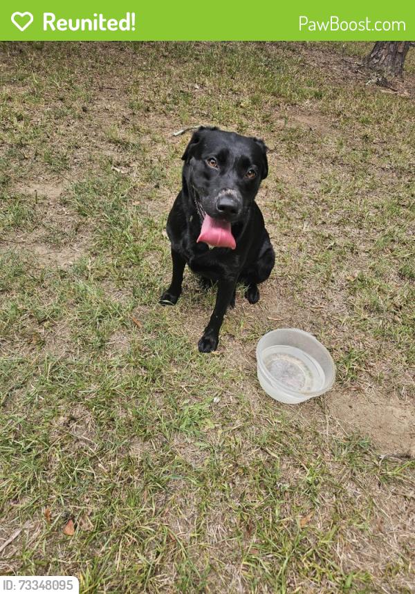 Reunited Female Dog last seen Near feather stone drive, Charlotte, NC 28213