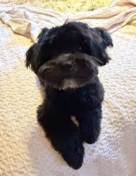 Lost Female Dog last seen South Land Park Drive, Sacramento, CA 95831