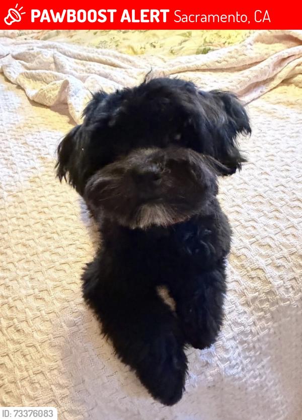 Lost Female Dog last seen South Land Park Drive, Sacramento, CA 95831