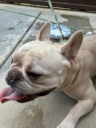 Reunited Male Dog last seen Springer/Christopherson area Turlock, Turlock, CA 95381