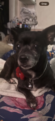 Found/Stray Female Dog last seen Woodmen Ave, Pacoima, CA 91331