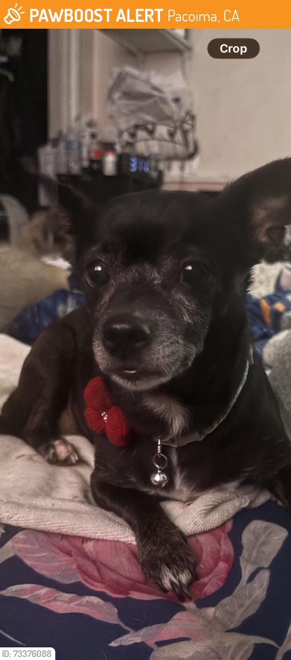 Found/Stray Female Dog last seen Woodmen Ave, Pacoima, CA 91331