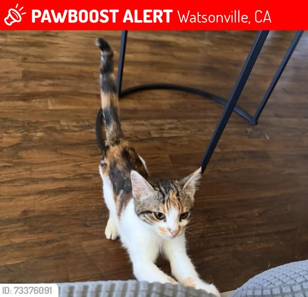 Lost Female Cat last seen College & Cottage, Watsonville, CA 95076