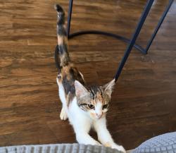 Lost Female Cat last seen College & Cottage, Watsonville, CA 95076