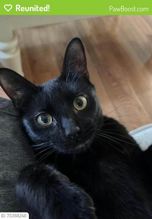 Reunited Female Cat last seen Grace St and Spruce St., Pottstown, PA 19464
