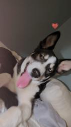 Found/Stray Female Dog last seen She was running near idea mesquite hills, El Paso, TX 79934
