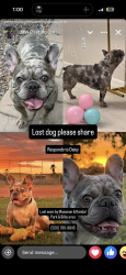 Lost Female Dog last seen Randall and Mossman, Tucson, AZ 85706